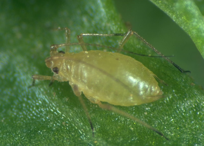 Blattlaus Myzus ascolonicus (© Schrameyer)